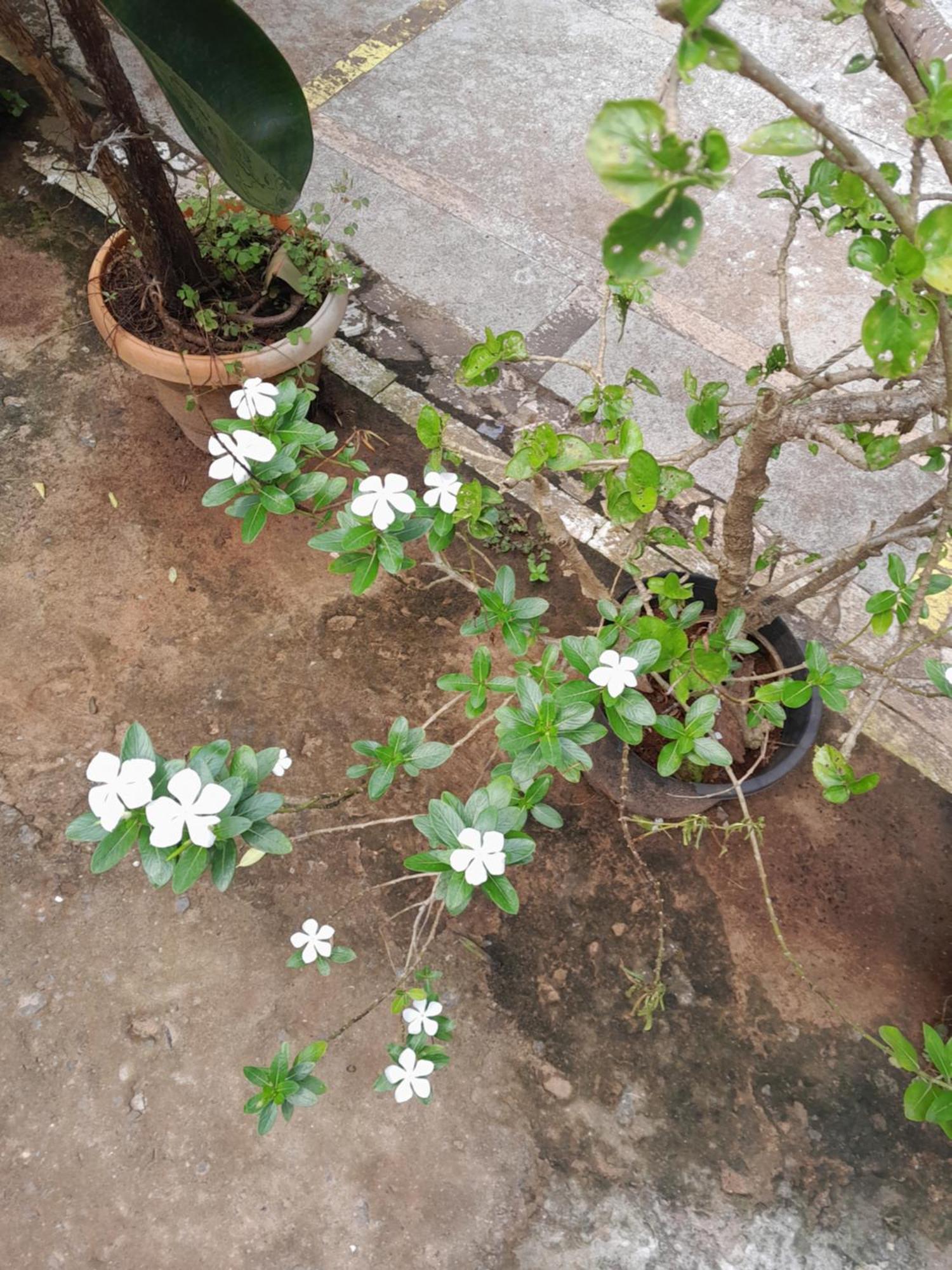 Ivon Guest House Arambol Buitenkant foto
